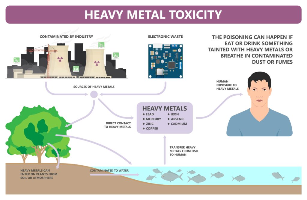 An illustrated diagram showing the affects of heavy metal toxicity either by industry waste or electronic waste. The diagram shows that heavy metals, like lead and mercury, can enter on plants from soil or atmosphere, contaminate water, and transfer heavy metals from fish to humans. When humans eat or drink something tainted with heavy metals or breathe in contaminated dust or fumes, they can get heavy metal poisoning. 